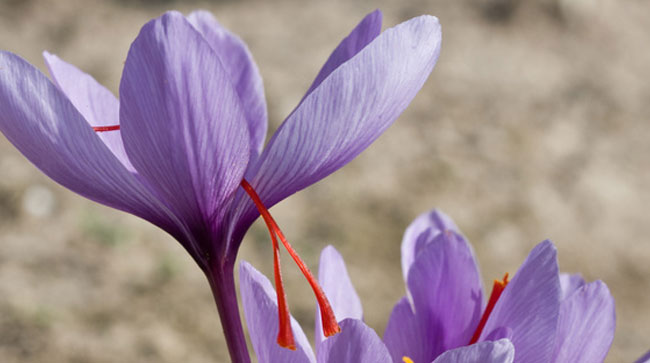 fleurs de crocus sativus
